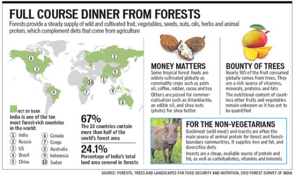 India’s vast, rich forests could feed the world